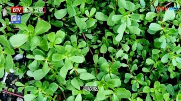 1号配资 入秋后这菜要常吃，它是养肝高手，一周吃3次，清肝排毒又护眼，价值不容小觑！
